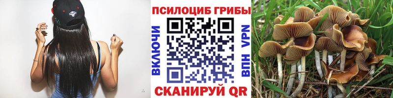 Галлюциногенные грибы Psilocybe Красновишерск